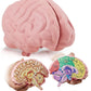 Cross Section Foam Brain Model, Great Educational Tool For Learning & Teaching Human Anatomical Function, Psychology, Biology Or