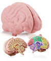 Cross Section Foam Brain Model, Great Educational Tool For Learning & Teaching Human Anatomical Function, Psychology, Biology Or