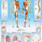 Eurographics 6000-1000 Human Body 1000-Piece Puzzle