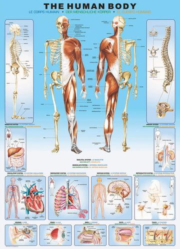 Eurographics 6000-1000 Human Body 1000-Piece Puzzle
