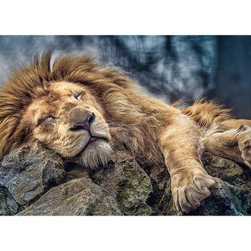 Trefl Sleeping Lion 1000 Piece Jigsaw Puzzle Red 27'X19' Print, Diy Puzzle, Creative Fun, Classic Jigsaw For Adults And Children From 12 Years Old