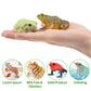 Toymany Frog Toy Figures Set - 10pcs Realistic Plastic Rainforest Animals - Model QINGWA01-10P001 - Perfect for Cake Toppers and Decor