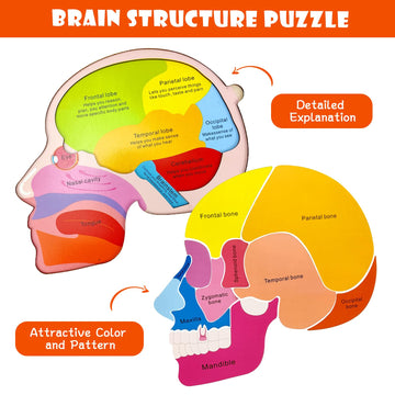 Wooden Brain Anatomy Puzzles For Kids, Toddler Montessori 16 Pieces Brain Structure Puzzle, 3-Layer Human Brain Parts Learning E