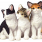 George S. Chen Imports Ss-G-18055 Cat Collection Feline Animal Decoration Figurine Decor Collectible