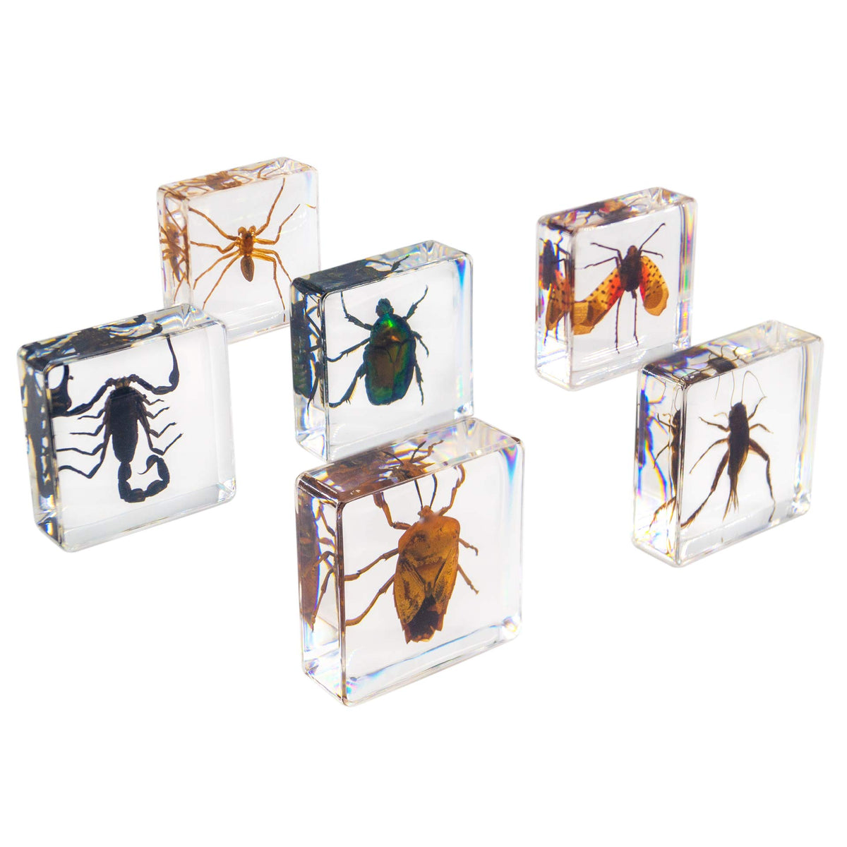 Toothy Insects Insect Specimen Set, Bugs Collection Scientific Education Gift For Kid ...