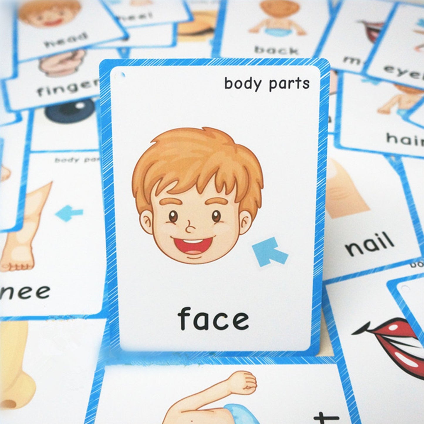 Santsun Set Of Body Parts Kid Flashcards - Educational Learning Picture & Word Card Flashcards Body Parts-The Flash Hole-Punched