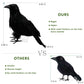 Atdawn Halloween Birds, Black Feathered Crows, Realistic Looking Halloween Decoration Birds (10.6')