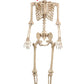 Crazy Bonez Talking Pose-N-Stay Skeleton