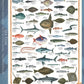 Eurographics Sea Fish 1000 Piece Puzzle (6000-0313)