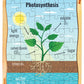 Webby Photosynthesis Wooden Jigsaw Puzzle, 40Pcs