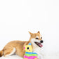 Pearhead Puppy Pinata Dog Toy, Rope Tug Toy for Dogs, Colorful Interactive Dog Toys, Party Pinata Toy for Dogs, Plush Chew Toy,