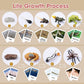 Meroco Live Tadpole To Frog Life Cycle Toys For Kids Mosquito Bug Toys For Kids 3-5 Animal Matching Game Life Cycle Figurines Fo