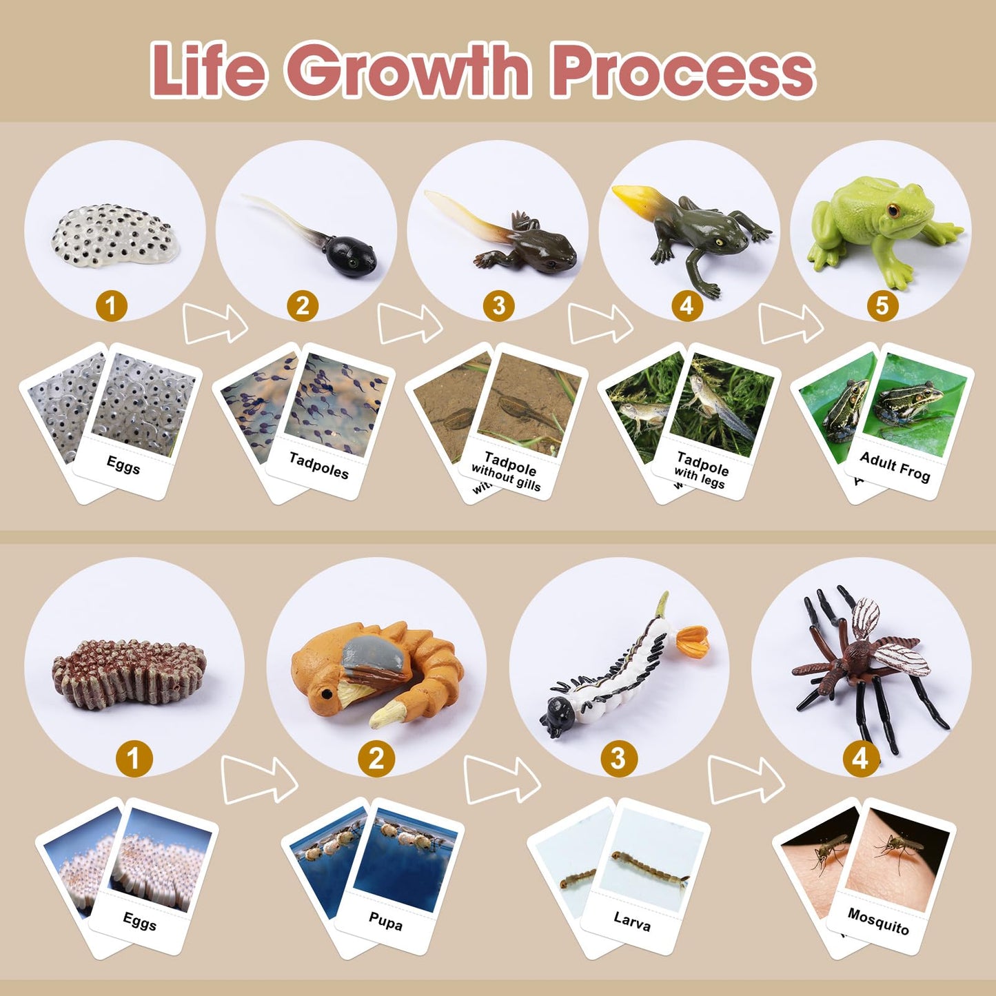 Meroco Live Tadpole To Frog Life Cycle Toys For Kids Mosquito Bug Toys For Kids 3-5 Animal Matching Game Life Cycle Figurines Fo