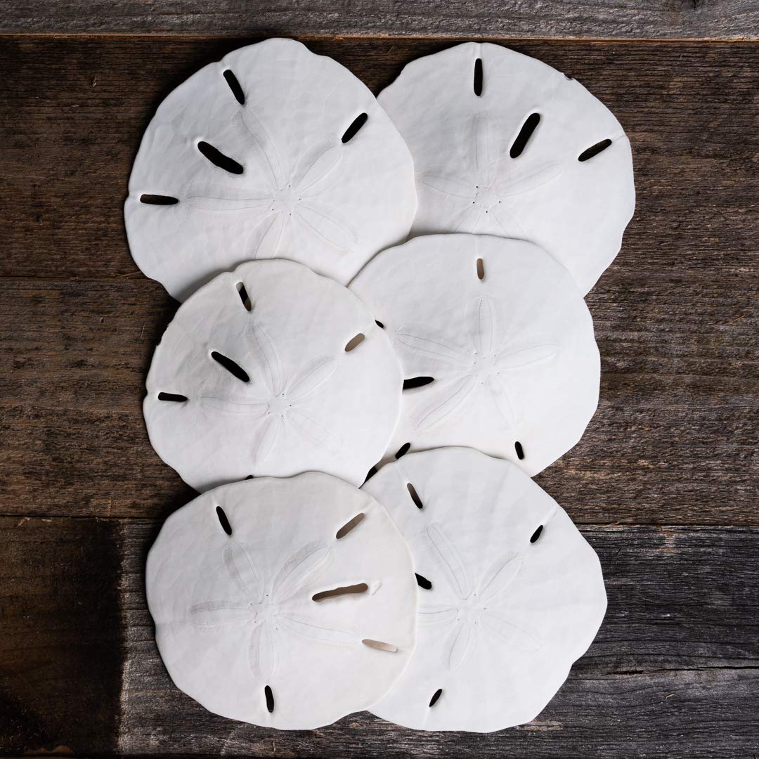 Sand Dollar | Real Sand Dollars 3 to 3 1/2 (Set of 6) | Sand Dollar Shells | Plus Free Nautical eBook by Joseph Rains