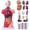 Hotrose Human Body Model For Kids, 15 Pcs Removable 11 Inch Human Torso Anatomy Model For For Teaching Study Class Students With