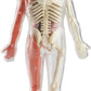 Jelly STEM Anatomy