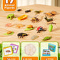 Joycat Life Cycle Learning Education Toys, Insect Caterpillar To Butterfly Kit, Ladybug, Bee, Tadpole To Frog Kit Life Cycle Toys For Kids, Preschool Learning Activities For Age 3 4 5 6 7 8