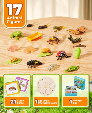 Joycat Life Cycle Learning Education Toys, Insect Caterpillar To Butterfly Kit, Ladybug, Bee, Tadpole To Frog Kit Life Cycle Toys For Kids, Preschool Learning Activities For Age 3 4 5 6 7 8