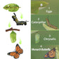 Sienon 4Pcs Butterfly Life Cycle Toy Figurines And 4Pcs Actias Ningpoana Figure-Plastic Caterpillar To Monarch Butterfly Growth Cycle Toy Insect Figures Teaching Tools School Project For Kids
