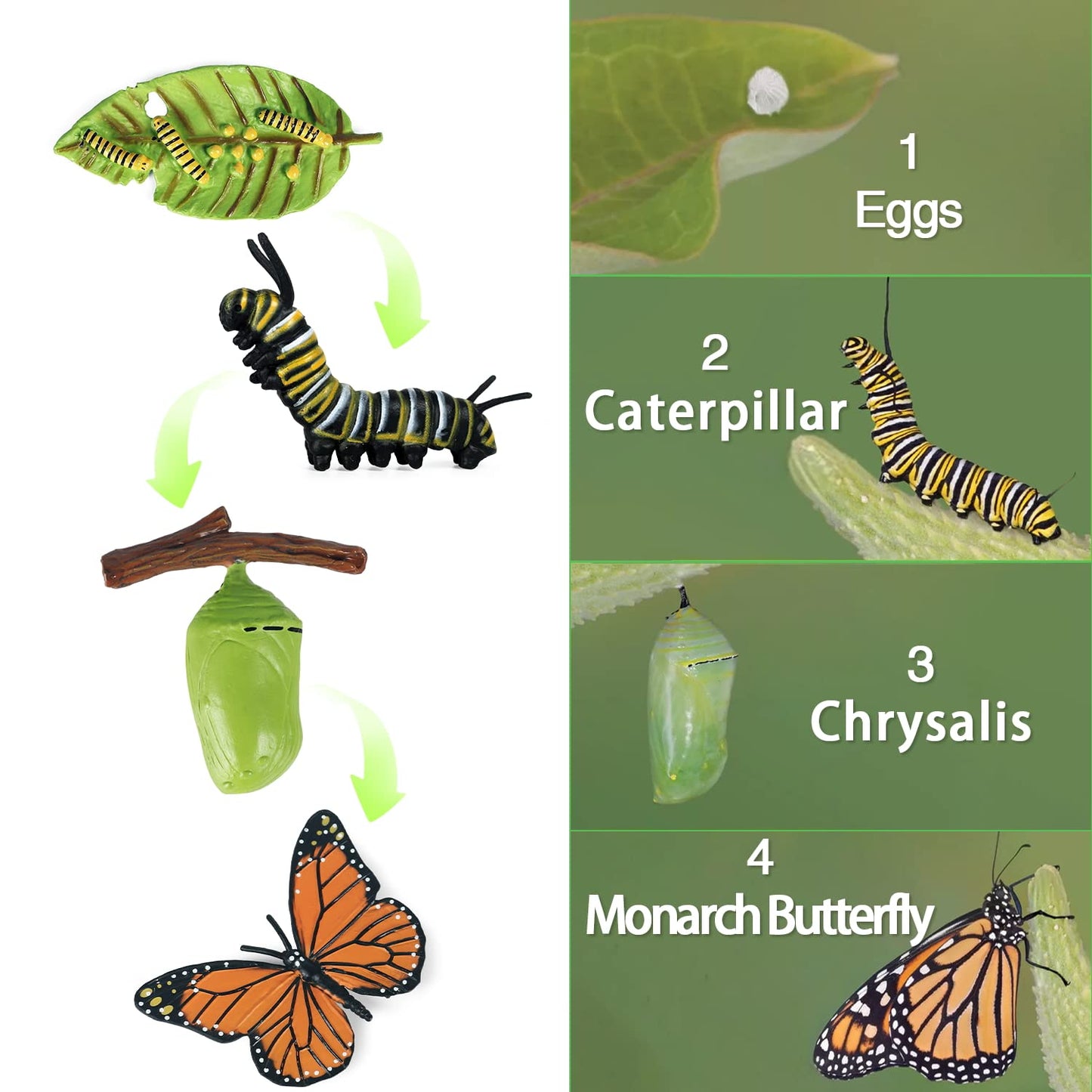Sienon 4Pcs Butterfly Life Cycle Toy Figurines And 4Pcs Actias Ningpoana Figure-Plastic Caterpillar To Monarch Butterfly Growth Cycle Toy Insect Figures Teaching Tools School Project For Kids
