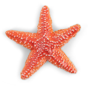 Papo - Hand-Painted - Figurine - Marine Life - Starfish-56050 - Collectible - For Children - Suitable For Boys And Girls - From 3 Years Old