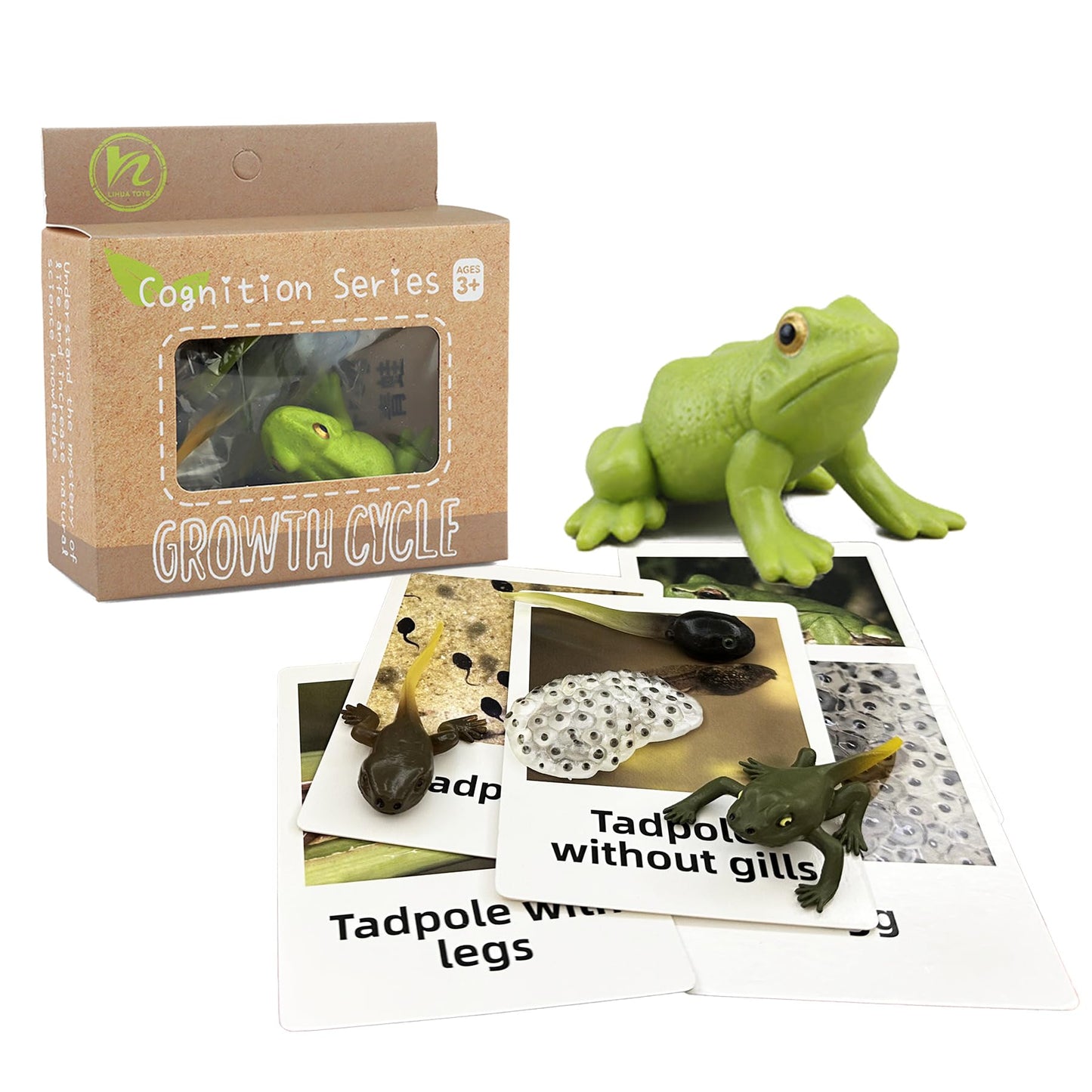 Mbrain5Pcs Frog Growth Cycle With Flash Cards,Life Cycle Learning & Education Toys,Montessori Toys,Gift For Girl & Boy For 3 4 5