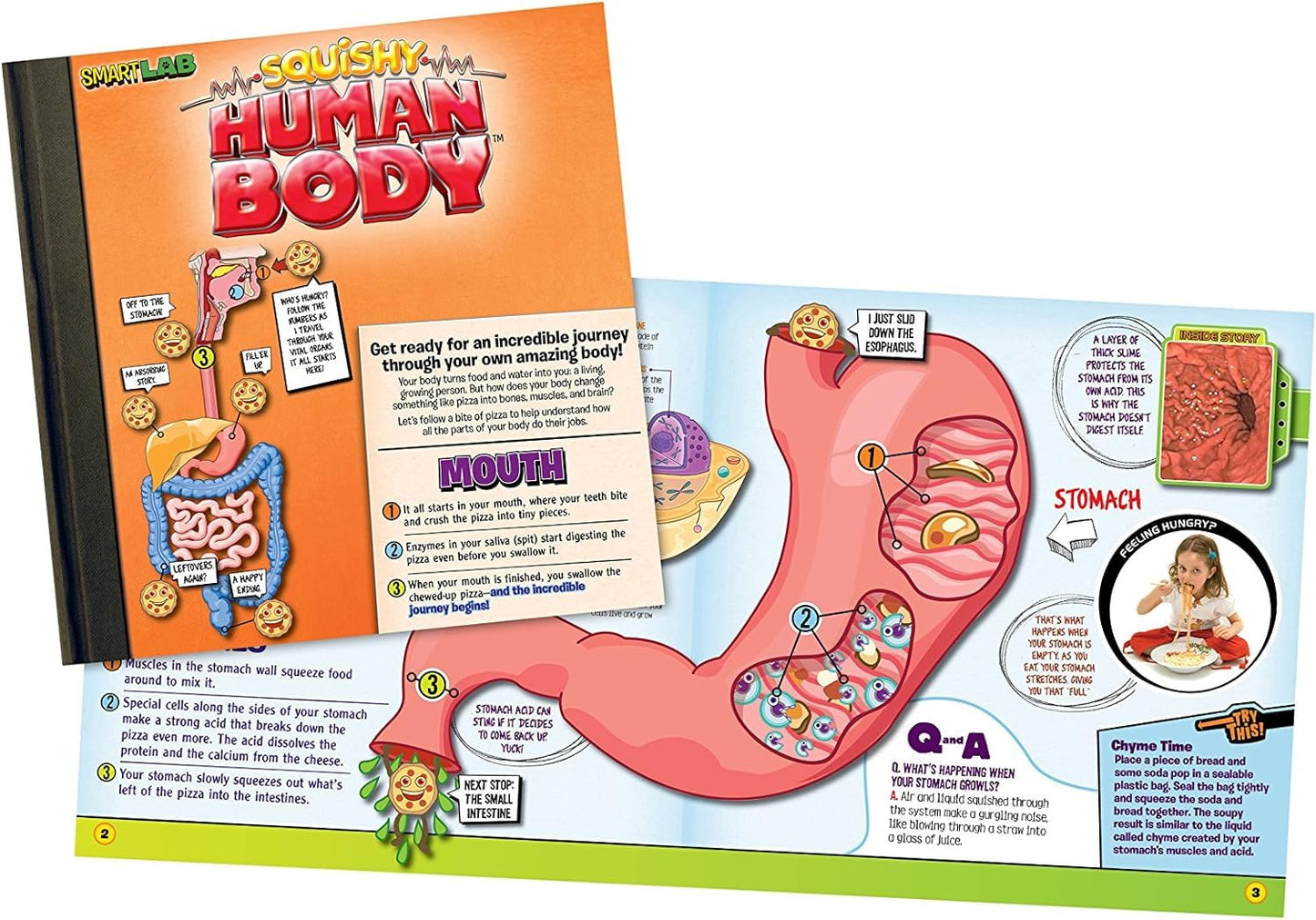 SmartLab Squishy Human Body Toy - 21 Removable Parts, Anatomy Book, Standard Size, Multicolor, Model 06428