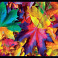 Fall Frenzy 550 Piece Jigsaw Puzzle