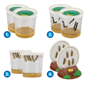 Insect Lore Two Cups Of Live Caterpillars With Butterfly Life Cycle Figurines | Butterfly Habitat Or Kit Refill | Painted Lady Butterflies