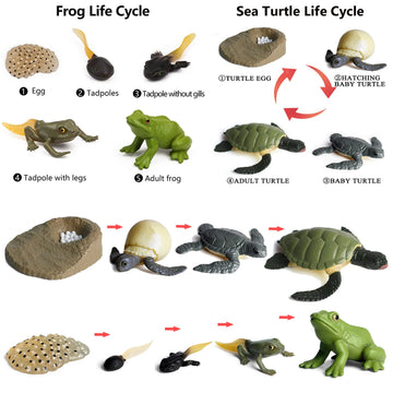 Gemini&Genius Life Cycle of Frog and Sea Turtle Toys, Insect Growth Diary Action Figures, Super Fun for Learning Gifts, Party Fa