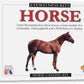 Eyewitness Kits Perfect Cast Horses Cast, Paint, Display And Learn Craft Kit