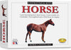Eyewitness Kits Perfect Cast Horses Cast, Paint, Display And Learn Craft Kit