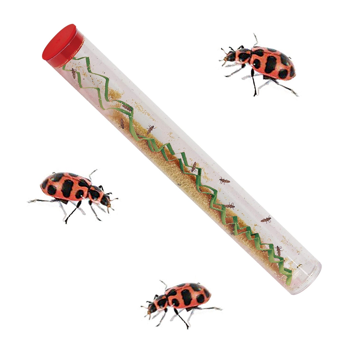 Insect Lore Live Ladybug Growing Kit - Includes 10-15 Live Pink Spotted Larvae - Perfect Ladybug Land Habitat for Kids