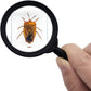 Insect Specimen Set, Bugs Collection Scientific Education Gift For Kids Aged 3-8-12 (Spider, Scorpion, Cricket, Chafers, Stink Bug, Spotted Lanternfly Resin Collection)