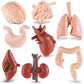 Mini Human Body Model For Kids, 8Pcs Body Parts Sets Anatomy Toys, 3D Anatomy And Physiology Study Tools For Students Class Lear