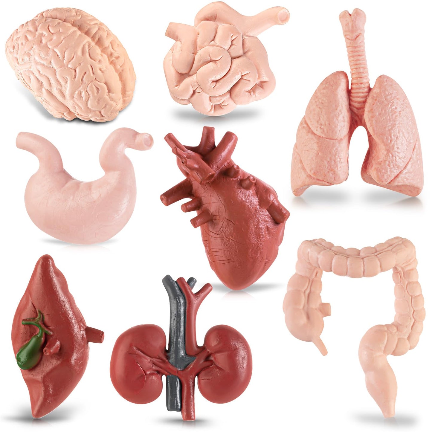 Mini Human Body Model For Kids, 8Pcs Body Parts Sets Anatomy Toys, 3D Anatomy And Physiology Study Tools For Students Class Lear