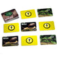 Stages Learning Materials Insects And Bugs Photographic Memory Matching Card Game, Grades Prek - 3Slm223