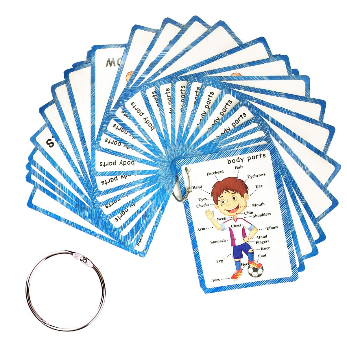 Santsun Set Of Body Parts Kid Flashcards - Educational Learning Picture & Word Card Flashcards Body Parts-The Flash Hole-Punched