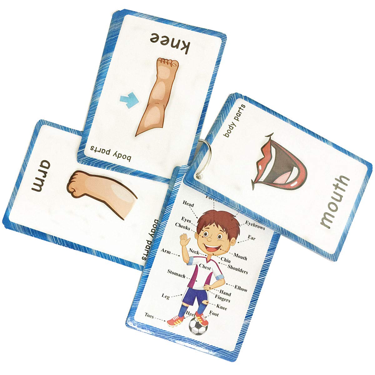 Santsun Set Of Body Parts Kid Flashcards - Educational Learning Picture & Word Card Flashcards Body Parts-The Flash Hole-Punched