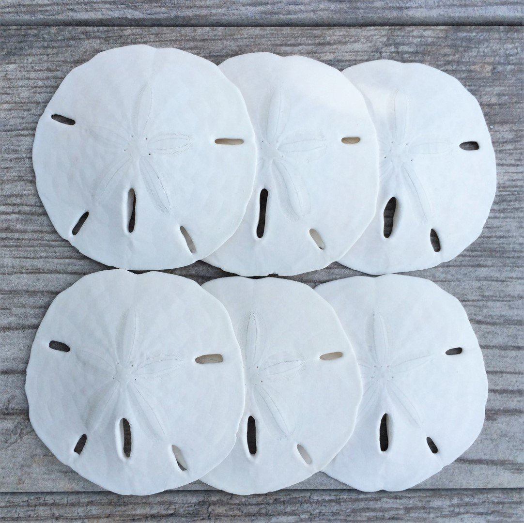 Nautical Crush Trading Sand Dollar | Real Sand Dollars 2 1/2 to 3 (Set of 6) | Sand Dollar Shells Plus Free Nautical eBook by Jo