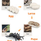 Montessori Life Cycle Animal Figurines Learning & Education Toys, Plastic Insect Life Cycle Toys For Kids, Preschool Learning Activities For Toddlers (Plant Bee Ant)