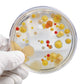 Steve Spangler'S Growing Bacteria Science Experiment Kit