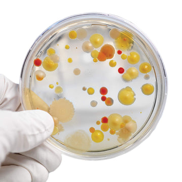 Steve Spangler'S Growing Bacteria Science Experiment Kit