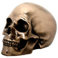 SUMMIT COLLECTION Decorative Bronze Colored Skull Head Skeleton Figurine Statue