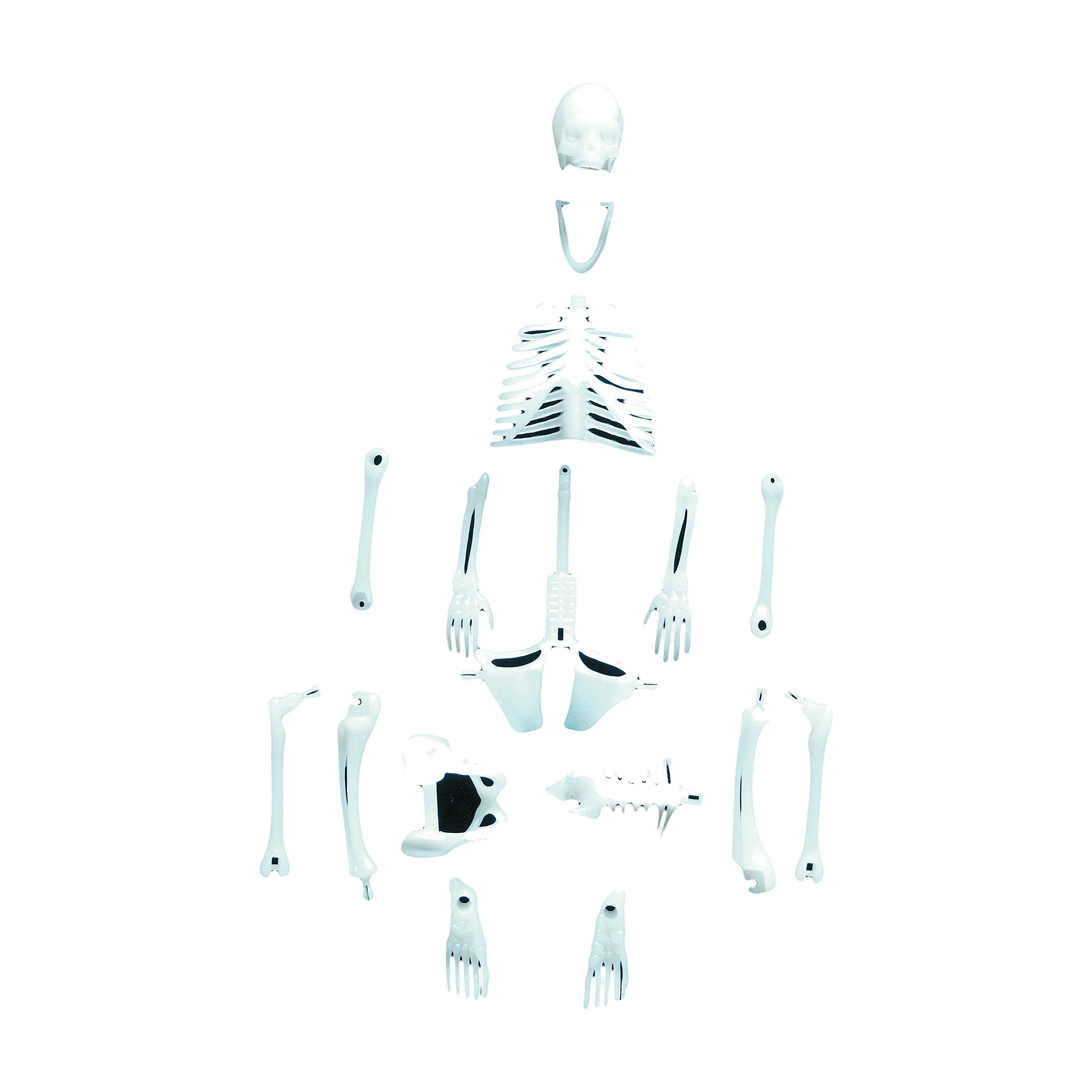 Copernicus Toys Glowing Human Skeleton 12