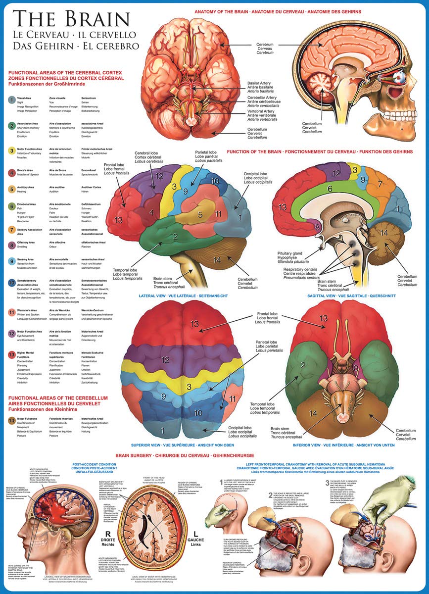 Eurographics Human Body (The Brain) 1000 Piece Puzzle