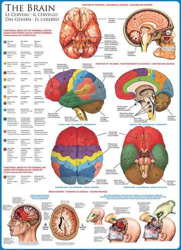 Eurographics Human Body (The Brain) 1000 Piece Puzzle