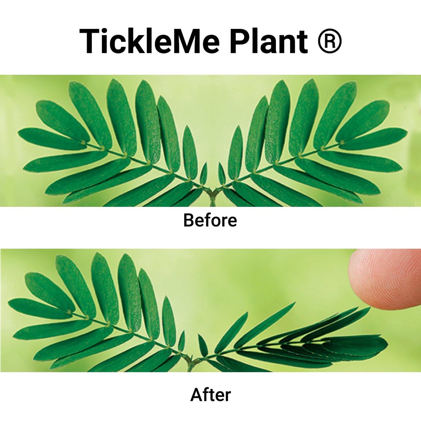 Tickleme Plant Birthday Party Favors (Pack Of 2) Leaves Fold When You Tickle It, Minutes Later The Leaves Re-Open - Fun Interact