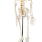 Axis Scientific Mini Human Skeleton Model, 31" Tall, Bone White, Metal Stand, Removable Arms & Legs, A-105168