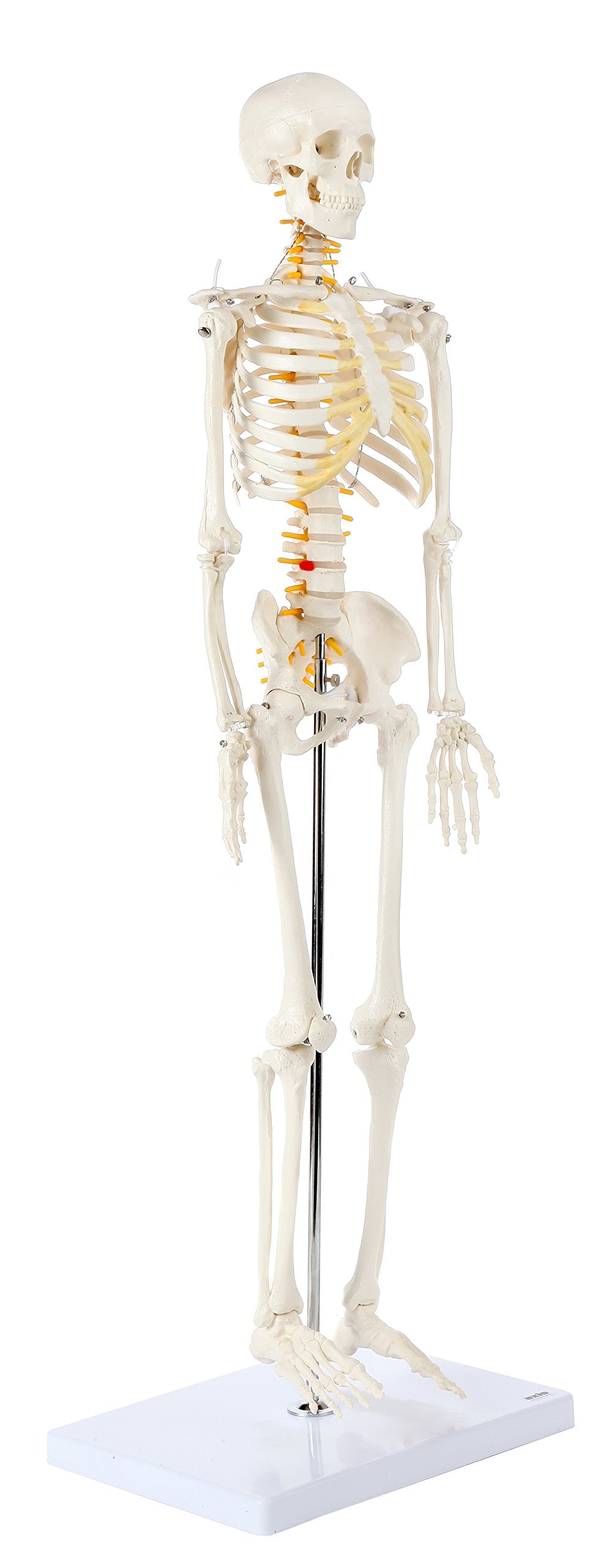 Axis Scientific Mini Human Skeleton Model, 31" Tall, Bone White, Metal Stand, Removable Arms & Legs, A-105168